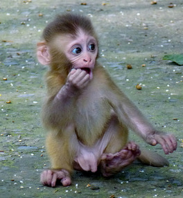 Impish Baby Monkey, Shimla