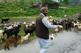 Nomad on our Way to Deosai National Park