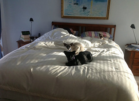 Alan in Bed Having Intensive Cat-Mo-Therapy!