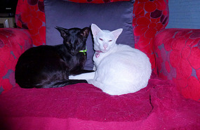 Not Concerned - Kim Chi Pickle and Willow Rose 