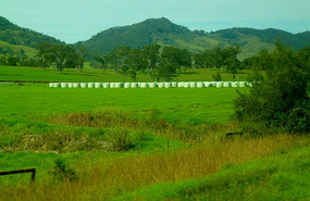 From the XPT  - Silage Near Wingham 