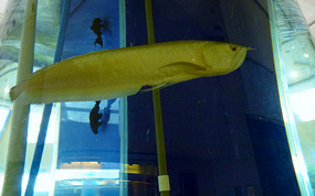 Curious Carp in the Hotel Foyer Aquarium 