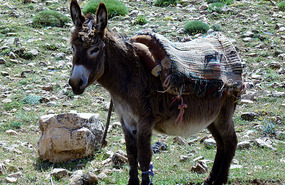 Nomad's Donkey