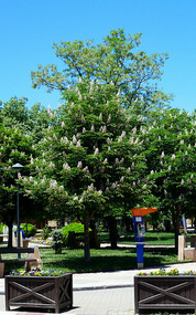 Splendid Flowering Trees, Ifrane