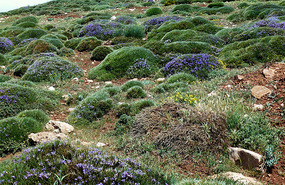 Wild Flowers in the Middle Atlas