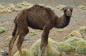 A Self Composed Baby Camel