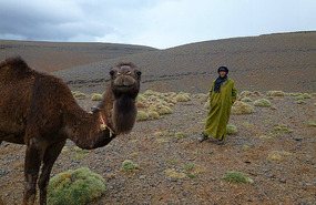 Camel and Camel Man