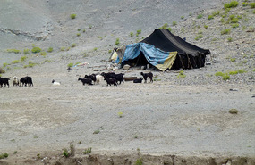 Nomad Camp