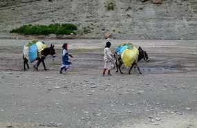 Overladen Donkeys Lead a Tough Existence