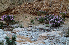 Pretty Wild Flowers at Tamtattouchte