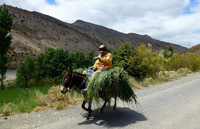 Woman and Donkey with Freshly Harvested Produce