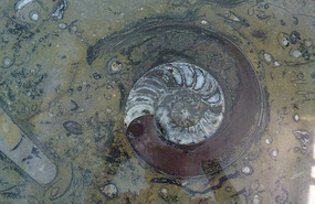 Ammonite Fossil, Erfoud