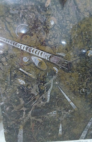 Ancient Squid Fossils, Erfoud