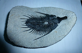 Another Purchase - Large Trilobite Species Fossil