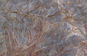 Crinoid Fossils, Erfoud