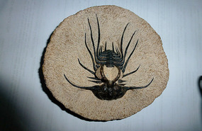 One of Our Purchases -Trilobite Species Fossil 