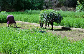 Woman Harvesting Lucerne, Tinghir