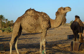 A Magnificent and Proud Mud Caked Camel