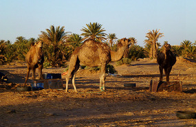 A Nomad Camp Next Door to Our Hotel