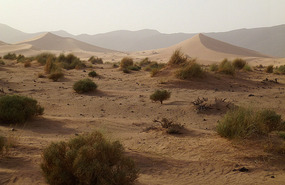 Tufted Vegetation and Distant Crescent Dunes