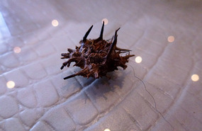 The Perfect Thorn!