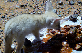 Cub Devouring Mohamed's Sardines