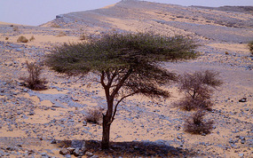 Desert Tamarisk