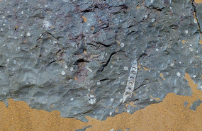 Natural Fossils in the Desert
