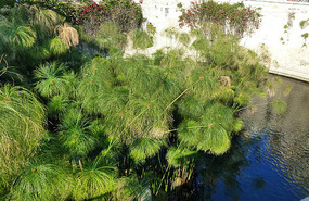 The Spring of Arethusa, Ortygia