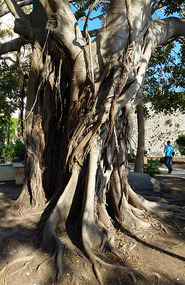 Adventitious Roots of Ancient Fig, Arethusa Spring