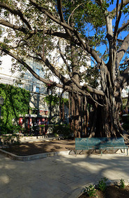 Ancient Fig Tree at Syracuse