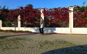 Afternoon Sun Highlights Beautiful Bouganvilleas