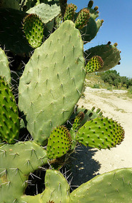 My Unfriendly Prickly Pear Plant