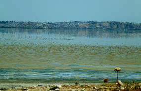  Flamingo Filled Lake Sizoubi