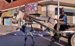 Not Quite Macke's Donkey, Kairouan