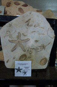 Star Fish Fossils