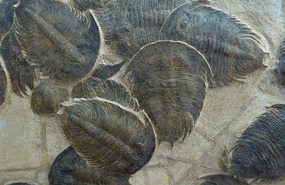 Close up of Trilobite Fossils