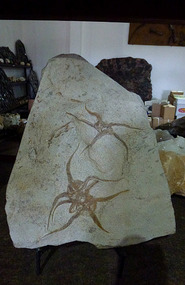 Elegant Star Fsih Fossils