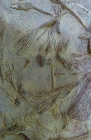 Fossils of the Crinoid Family 