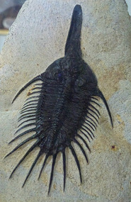 Trilobite "Psychopyge Elegans" Fossil