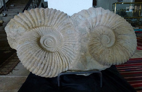 Large Pair of Ammonite Fossils