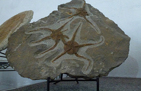 Star Fish Fossils