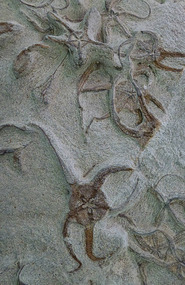 Star Fish Species Fossils