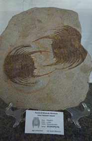 trilobite "Trilobita Selenopeltis" Fossils
