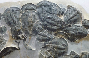 Trilobite Fossils