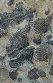 Trilobite "Trilobita Selenpeltis" Fossils