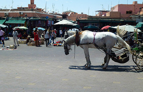 A Dejected Horse at the Jmaa el-Fnaa, Marrakech