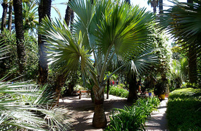 Majorelle Gardens - Bismarkia nobilus, Madagascar