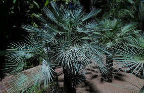 Trachycarpus fortunei, China