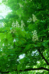 Noble Flowering Candles of a Chestnut Tree